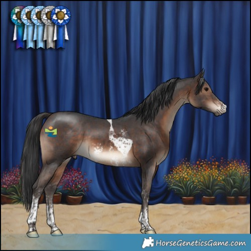 Horse Color:Brown Sabino Tobiano 