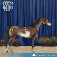 Horse Color:Brown Sabino Tobiano 