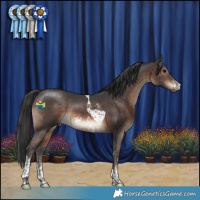 Horse Color:Brown Sabino Tobiano
