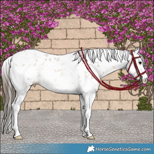 Horse Color:White Spotted Buckskin Sabino Rabicano 