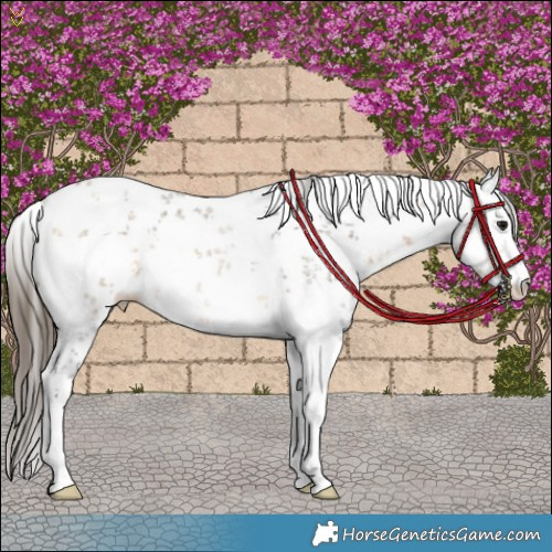 Horse Color:White Spotted Buckskin Sabino Rabicano 