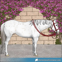 Horse Color:White Spotted Buckskin Sabino Rabicano