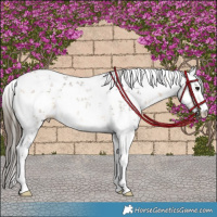 Horse Color:White Spotted Buckskin Sabino Rabicano