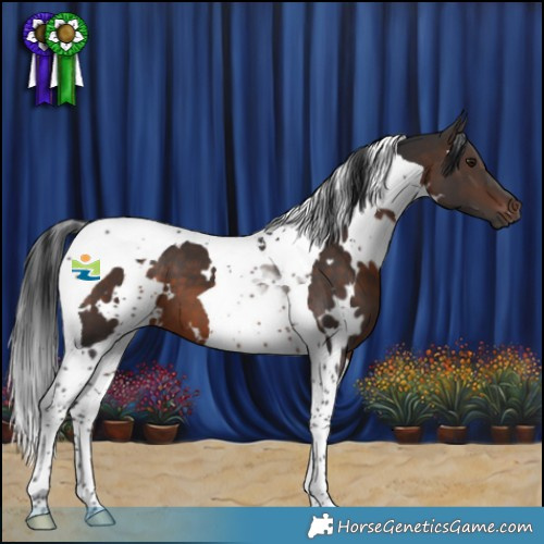 Horse Color:White Spotted Brown Tobiano 