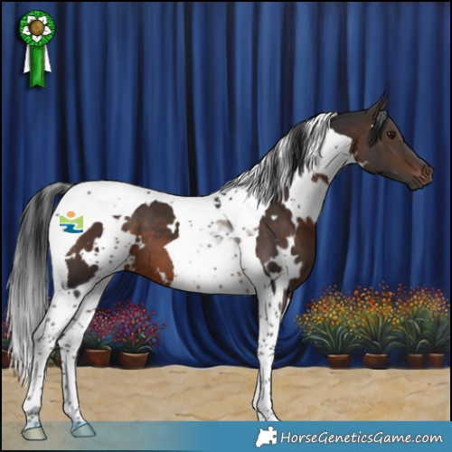 Horse Color:White Spotted Brown Tobiano 