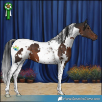 Horse Color:White Spotted Brown Tobiano 