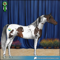 Horse Color:White Spotted Brown Tobiano 