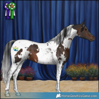 Horse Color:White Spotted Brown Tobiano 