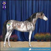 Horse Color:Brown Sabino 