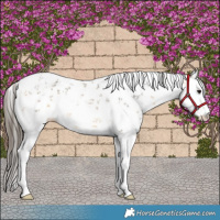 Horse Color:White Spotted Buckskin Sabino