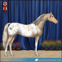 Horse Color:Palomino Tobiano Appaloosa 