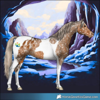 Horse Color:Chocolate Palomino Tobiano Appaloosa