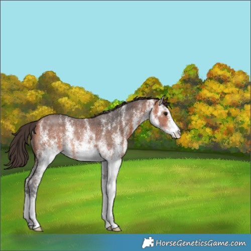 Horse Color:White Spotted Bay Rabicano 