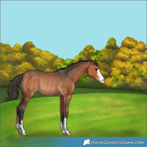 Horse Color:Bay Rabicano 
