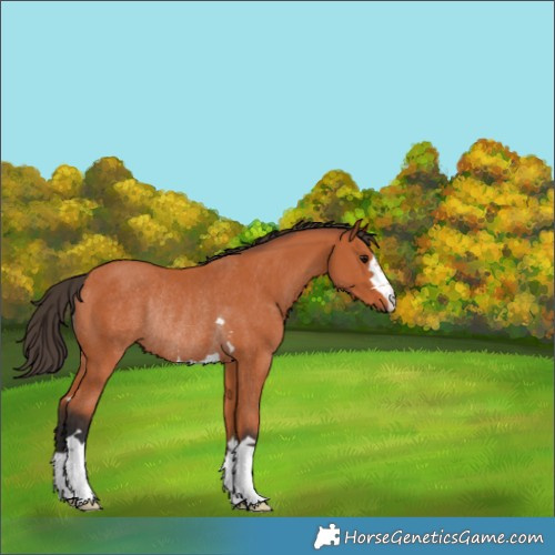 Horse Color:Bay Rabicano 