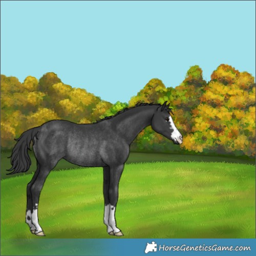 Horse Color:Black Rabicano 