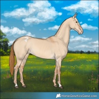 Horse Color:Red Dun Blanket 