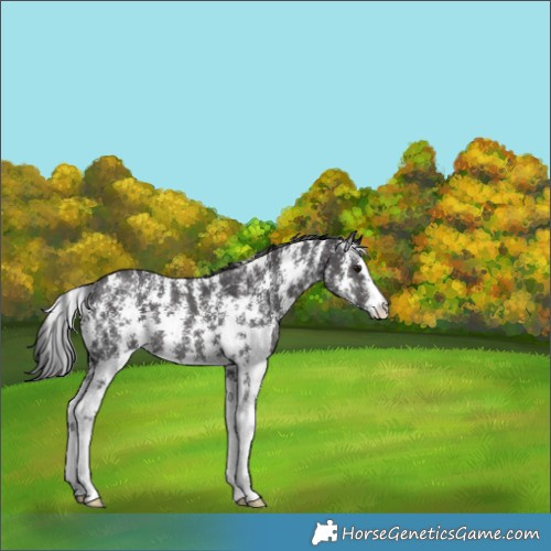 Horse Color:Smoky Black Sabino Rabicano 