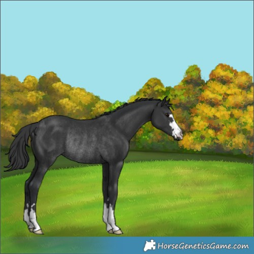 Horse Color:Black Rabicano 