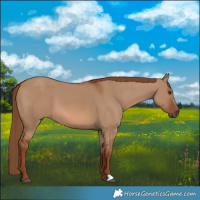 Horse Color:Red Dun 