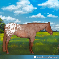 Horse Color:Red Roan Appaloosa 