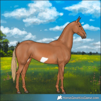 Horse Color:Chestnut Frame 