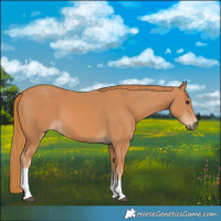 Horse Color:Chestnut Tobiano