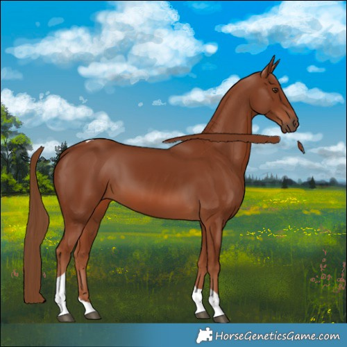 Horse Color:Chestnut Tobiano 