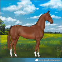 Horse Color:Chestnut Tobiano 