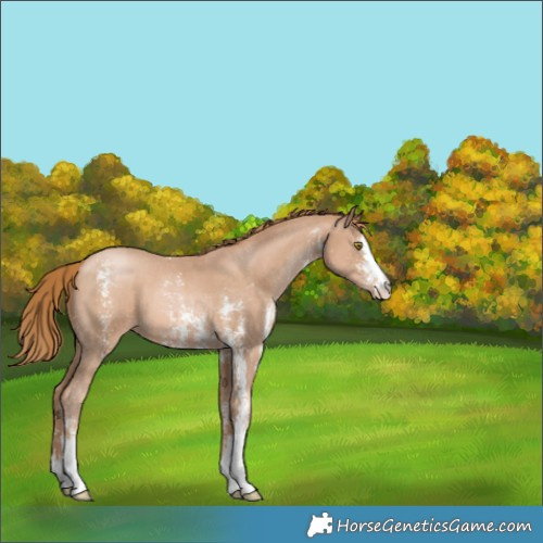 Horse Color:Chestnut Pearl Sabino 