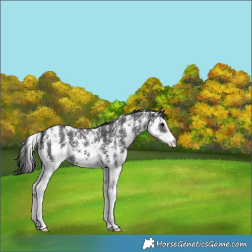 Horse Color:Smoky Black Sabino 