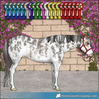 Horse Color:Buckskin Sabino Rabicano  and Smoky Black Sabino Rabicano 