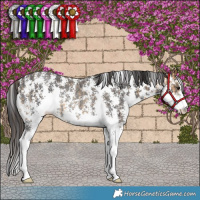 Horse Color:Buckskin Sabino Rabicano  and Smoky Black Sabino Rabicano 