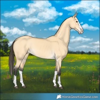 Horse Color:Buckskin Dun Splash 