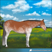 Horse Color:White Spotted Bay 