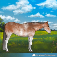 Horse Color:White Spotted Bay 