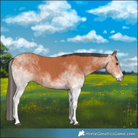 Horse Color:White Spotted Bay 