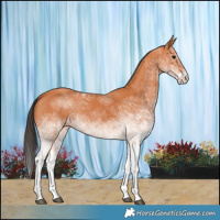 Horse Color:White Spotted Bay 