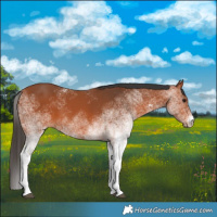 Horse Color:White Spotted Bay 