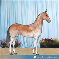 Horse Color:White Spotted Bay 