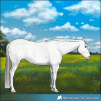 Horse Color:White Spotted Bay 