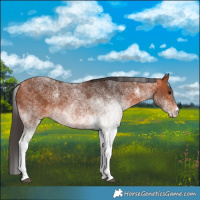 Horse Color:White Spotted Bay 