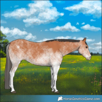 Horse Color:White Spotted Bay 