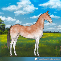 Horse Color:White Spotted Bay 