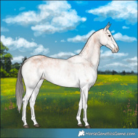 Horse Color:White Spotted Bay 