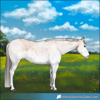 Horse Color:White Spotted Bay 