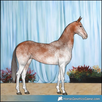 Horse Color:White Spotted Bay 