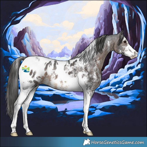 Horse Color:Brown Sabino Tobiano Appaloosa 