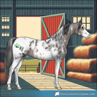 Horse Color:Brown Sabino Tobiano Appaloosa 