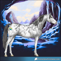 Horse Color:Black Sabino Appaloosa